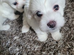 Bichon Maltez catei