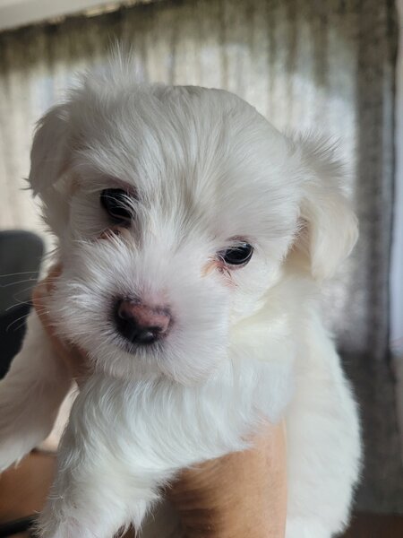 Bichon Maltez catei.