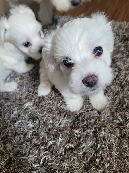 Bichon Maltez catei.