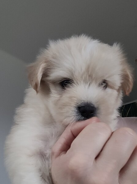 Bichon Maltez catei.