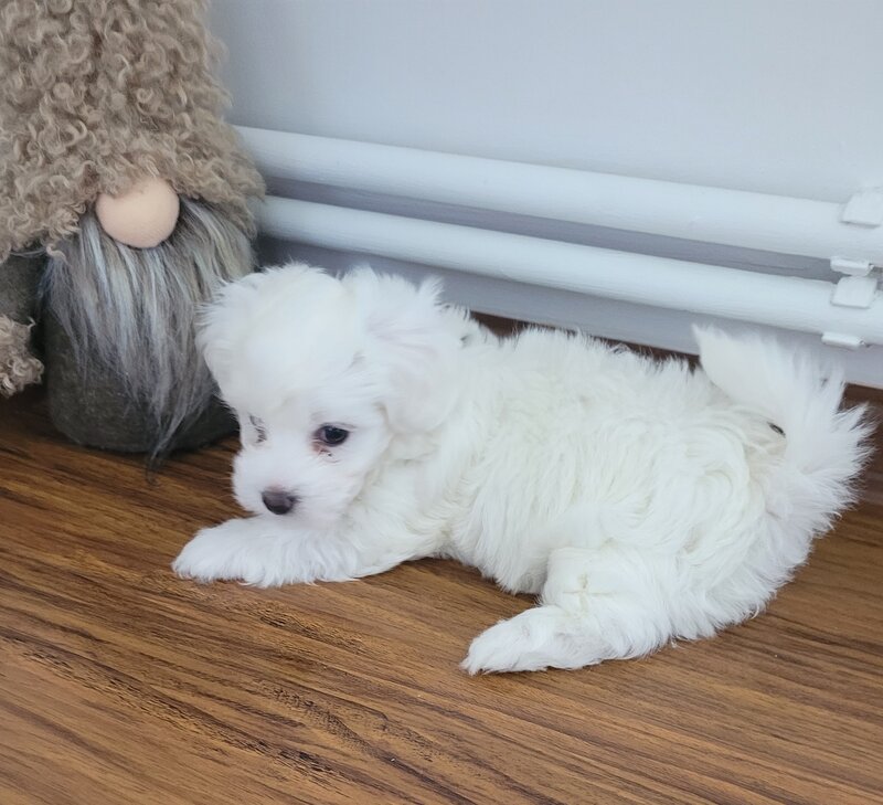 Bichon Maltez catei.