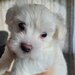 Bichon Maltez catei.