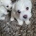 Bichon Maltez catei.