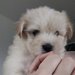 Bichon Maltez catei.
